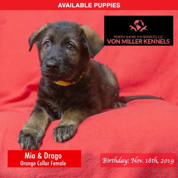 Von-Miller-Kennels_Puppies-German-Shepherds-11-18-2019-litter-Orange-Female-4